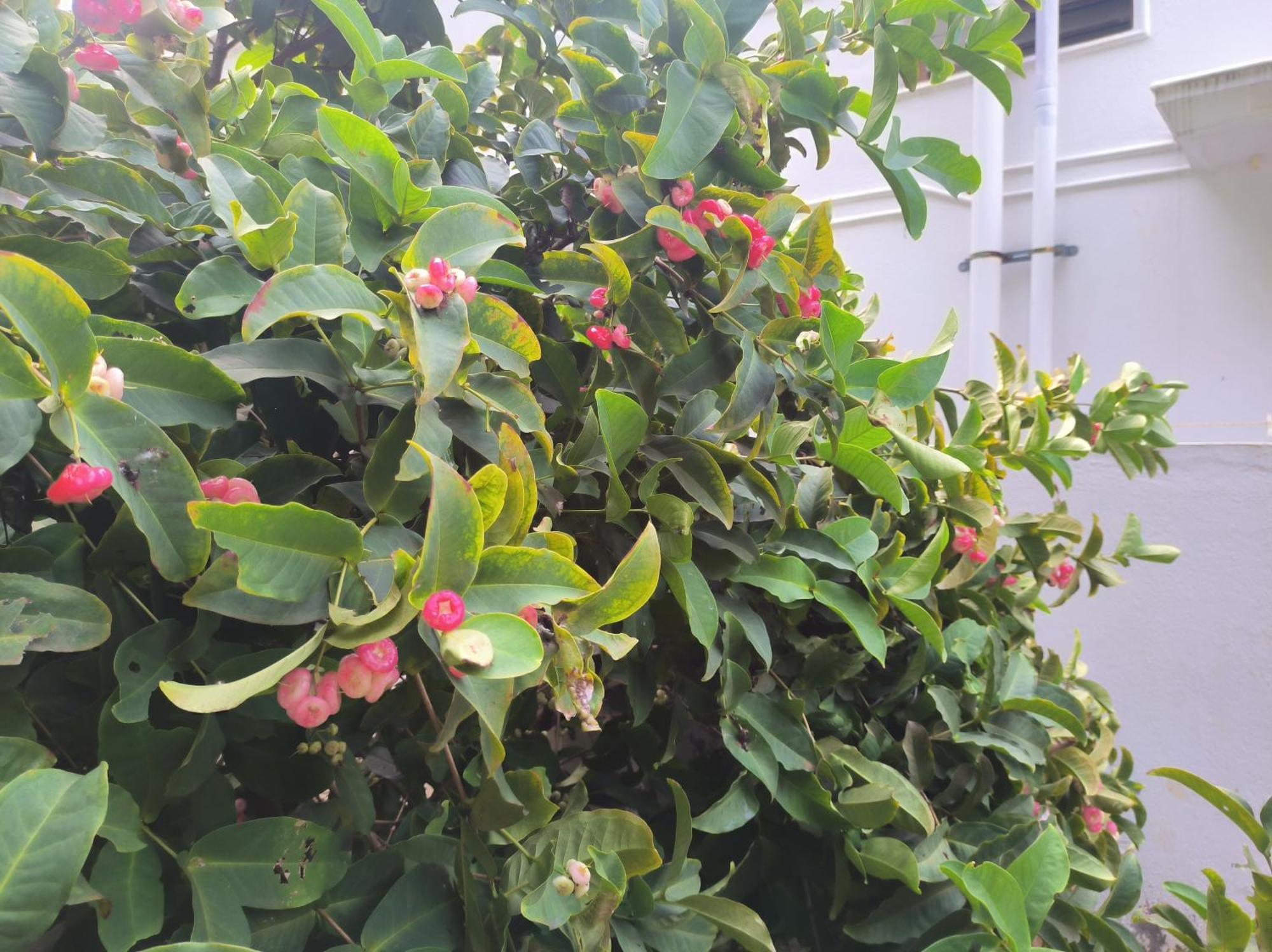 Kanna Garden By Bodhi Bungalows Kolli Hills Luaran gambar